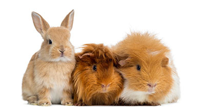 Will change guinea pig anal impaction procedure 3936 with you Advise you guinea pig anal impaction procedure 3936 the life